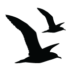 Il Gabbiano icon